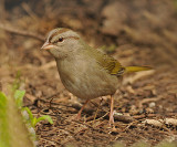 Olive Sparrow