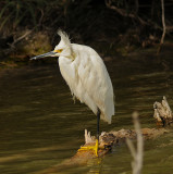 Snowy Egret 