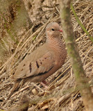 Common Ground-dove