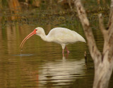 White Ibis