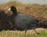 American Coot