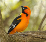 Altamira Oriole