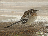 Greater Roadrunner