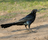 Great-tailed Grackle