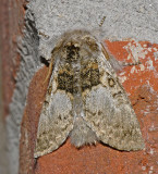 Yellowhorn Moth (9184)