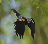 Red-winged Blackbird