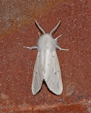Agreeable Tiger Moth (8134)