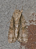 Connected Daggar Moth (9219)
