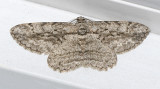 Common Gray (6590)