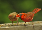 Northern Cardinal Pair