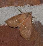 Large Necklace Moth (8527)