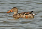Female