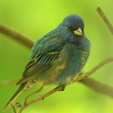 Indigo Bunting