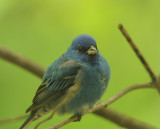 Indigo Bunting (1st Year Male)