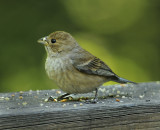 Indigo Bunting (Breeding Female)