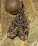 Black Wedge-Spot (9057)