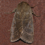Sheathed Quaker (10567)