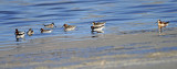 Red-necked & Wilsons Phalaropes