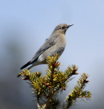 Western Bluebird Female