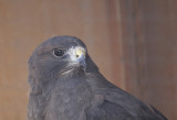 Rough-legged Hawk