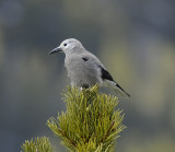 Clarks Nutcracker