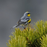 Yellow-rumped (Audubons) Warbler