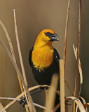 Yellow-headed Blackbird