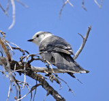 Gray Jay