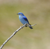 Mountain Bluebird 