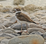 Kildeer