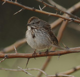 Song Sparrow