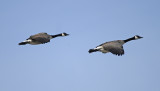 Canada Geese (Common)