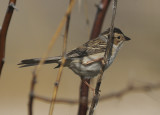 Clay-colored Sparrow