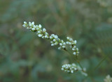 Smartweed (Polygonum spp.)