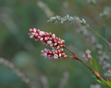 Smartweed (Polygonum spp.)