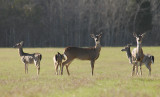 White-tailed Deer