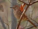 Brown Thrasher