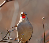 Northern Mockingbird