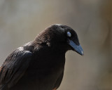 American Crow