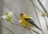 American Goldfinch (Spring Male)