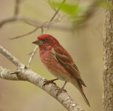 Purple Finch 