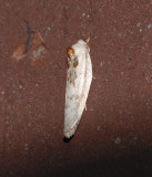 Schlaegers Fruitworm Moth (1011)