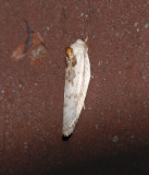 Schlaeger's Fruitworm Moth (1011)