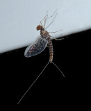 Small Minnow Mayfly