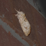 moth6.jpg