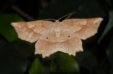 Deep Yellow Euchlaena Moth (6733)