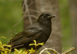 American Crow