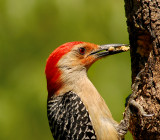 Red-bellied Woodpecker