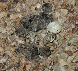 Killdeer Hatchlings