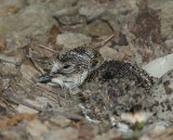 Killdeer Hatchling